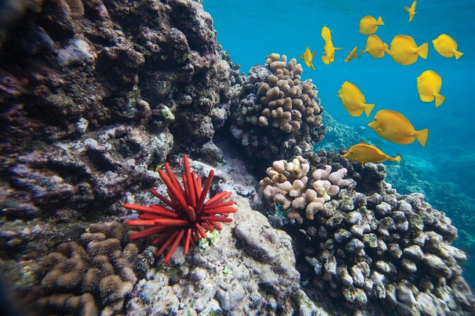 Turtle Town Snorkel with Free Photo and Video - Beginners - Starting at Maluaka Beach