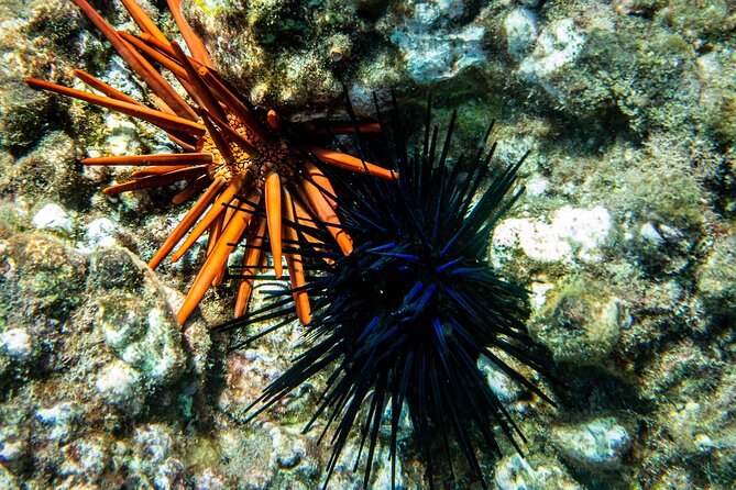 Turtle Town Snorkel with Free Photo and Video - Beginners - How the guides handle first-time snorkelers