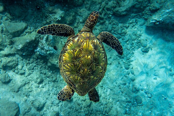 Turtle Town Snorkel with Free Photo and Video - Beginners - The free photo and video service