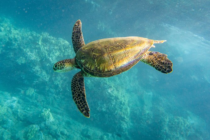 Turtle Town Snorkel with Free Photo and Video - Beginners - Sea scooters and the equipment setup