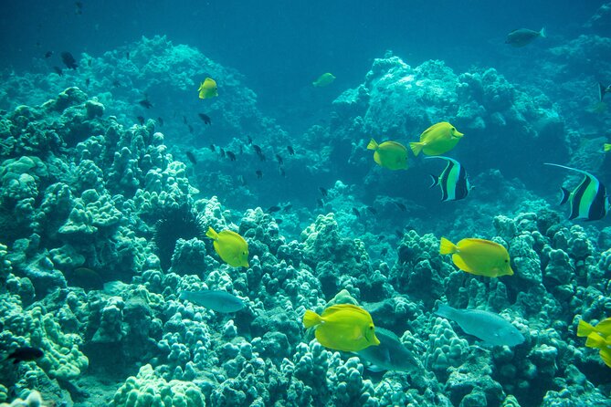 Turtle Town Snorkel with Free Photo and Video - Beginners - Weather, visibility, and the main risk