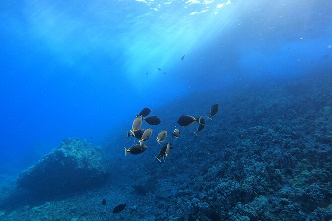 Turtle Town Snorkel with Free Photo and Video - Beginners - Is $149 a fair price?