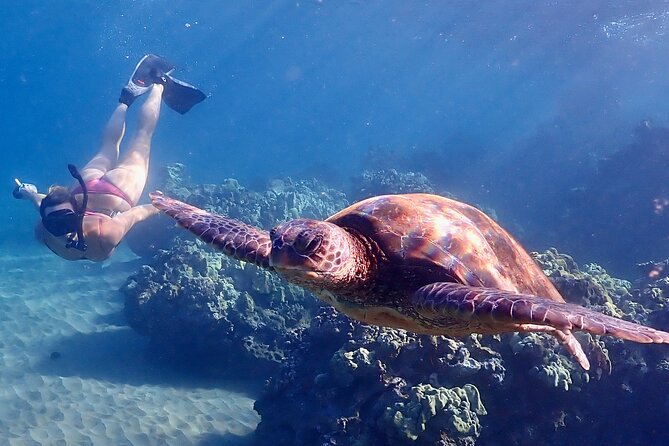Turtle Town Snorkel with Free Photo and Video - Beginners - Finding turtles without chasing them