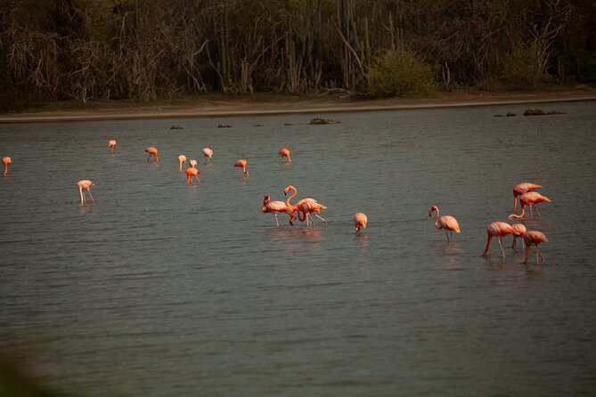 Turtles, Beach and Flamingo in Curacao Private photoshoot Tour - A private photographer changes the way you spend the day