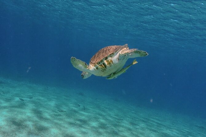 Turtles, Beach and Flamingo in Curacao Private photoshoot Tour - Playa Lagun adds cliffs and a more dramatic setting
