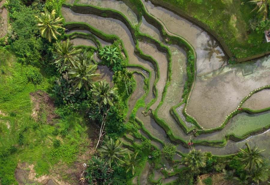 Ubud: Tegalalang Rice Terrace Photos Tour with Swing Ticket - Finding the best photo spots