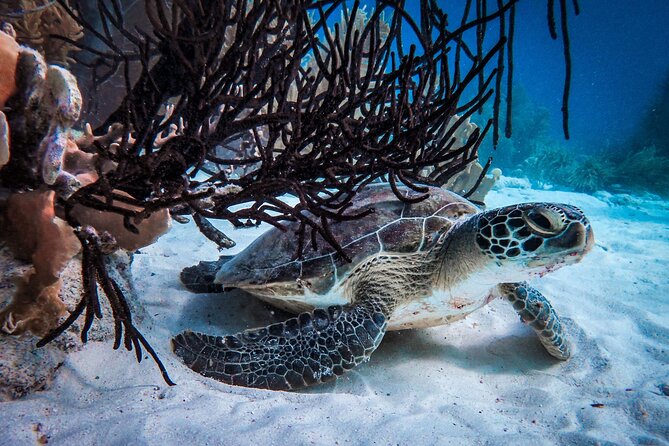 VIP Private Snorkeling Tour with Underwater Photos - What the guides add to the day