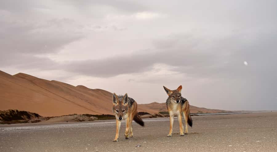 Walvis Bay: Sandwich Harbour Sunset Photography Tour - Sunset beside the Atlantic Ocean
