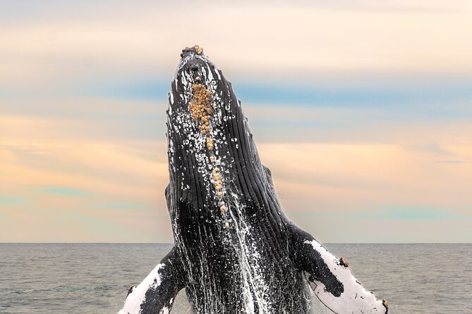 Whale Tour, Arch, Professional Photos & Hydrophone - What this Cabo whale tour is really about