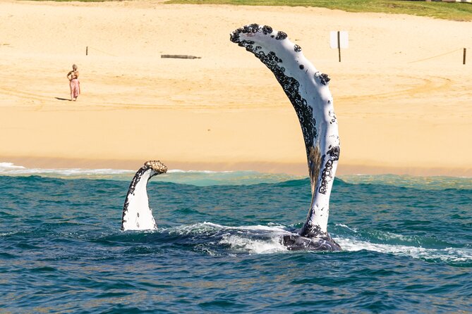 Whale Tour, Arch, Professional Photos & Hydrophone - Hearing whale songs with the hydrophone