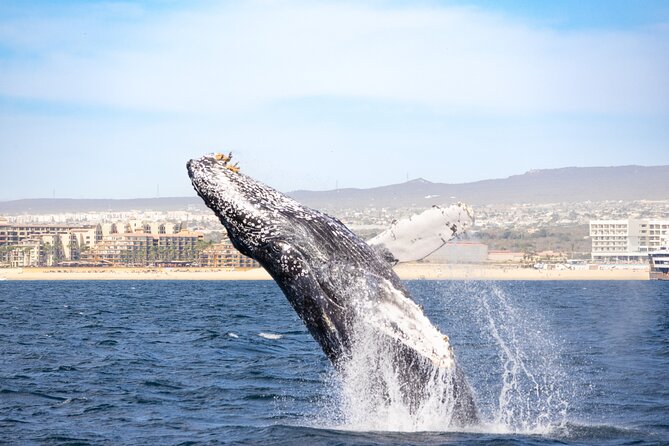 Whale Tour, Arch, Professional Photos & Hydrophone - Professional photos and the handmade souvenir