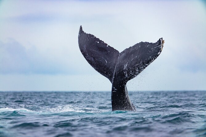 Whale Tour, Arch, Professional Photos & Hydrophone - Is $142.38 a fair price?