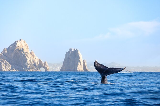 Whale Tour, Arch, Professional Photos & Hydrophone - Booking, cancellation, and the return to Cabo