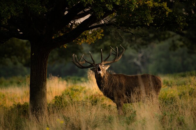 Wildlife Photography Workshop in Richmond Park in London - Why Richmond Park works so well for wildlife photography