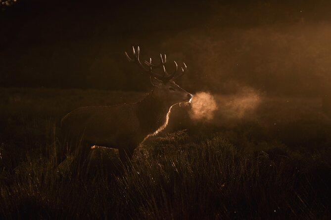 Wildlife Photography Workshop in Richmond Park in London - Deer, birds, and the search for a strong frame