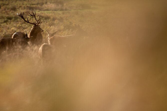 Wildlife Photography Workshop in Richmond Park in London - Why the evening timing matters
