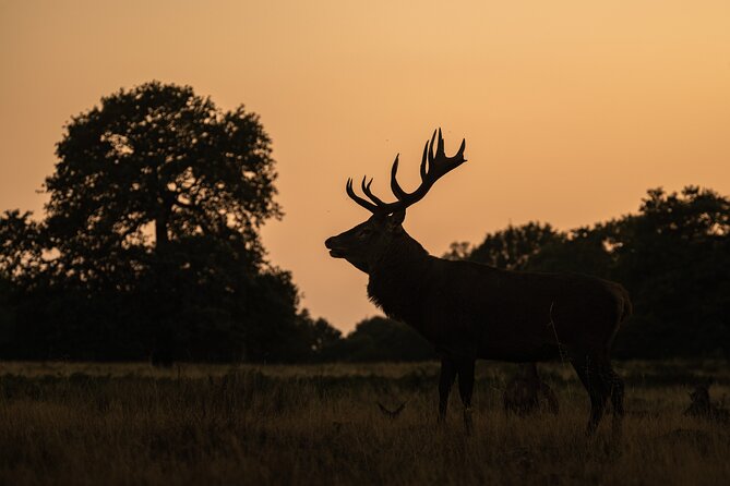 Wildlife Photography Workshop in Richmond Park in London - A small group with room for questions