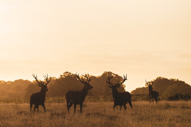 Wildlife Photography Workshop in Richmond Park in London - Is $161.56 good value?