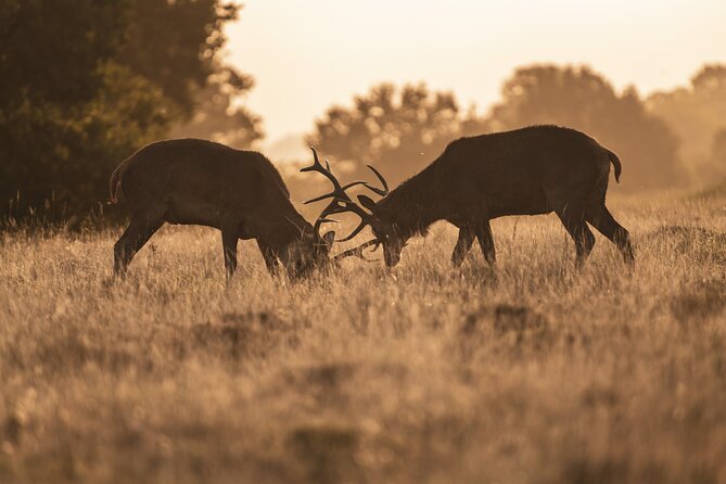 Wildlife Photography Workshop in Richmond Park in London - Who should book this workshop?