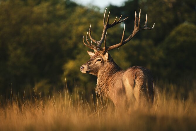 Wildlife Photography Workshop in Richmond Park in London - Meeting Matthew at Queen’s Road