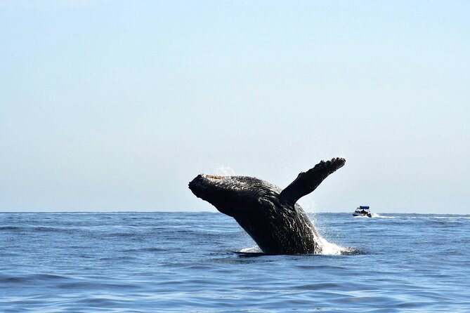 ZODIAC Whale Watch Tour | Cabo San Lucas | Biologist | FREE Pics - Why the small zodiac makes a difference