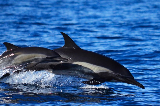 ZODIAC Whale Watch Tour | Cabo San Lucas | Biologist | FREE Pics - What else you might see around Cabo