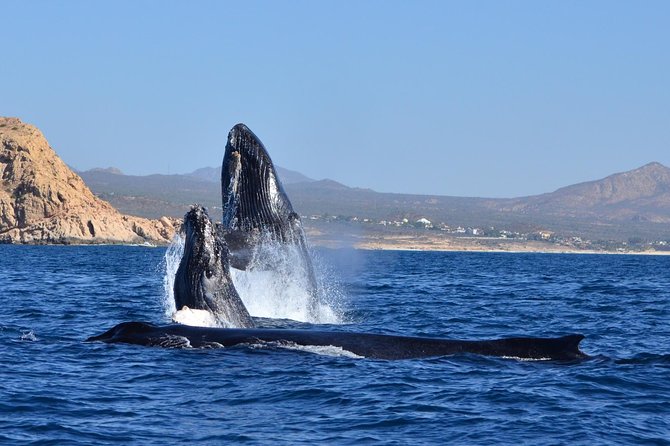 ZODIAC Whale Watch Tour | Cabo San Lucas | Biologist | FREE Pics - Photos included, with one small catch