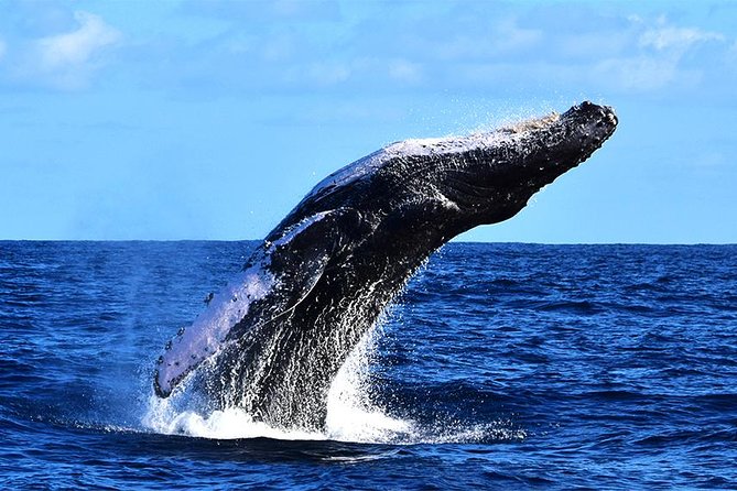 ZODIAC Whale Watch Tour | Cabo San Lucas | Biologist | FREE Pics - Is $109 a good value?