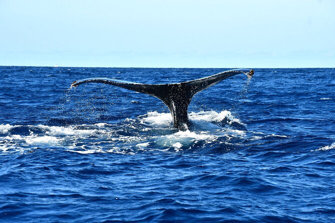 ZODIAC Whale Watch Tour | Cabo San Lucas | Biologist | FREE Pics - Timing, meeting point, and cruise-ship advice