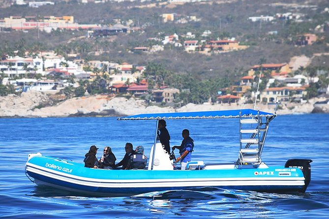 ZODIAC Whale Watch Tour | Cabo San Lucas | Biologist | FREE Pics - The whale search with a marine biologist